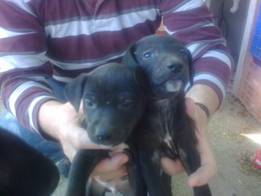 Que raza son estos perros?me los he encontrado y me los quiero quedar,Gracias un saludo